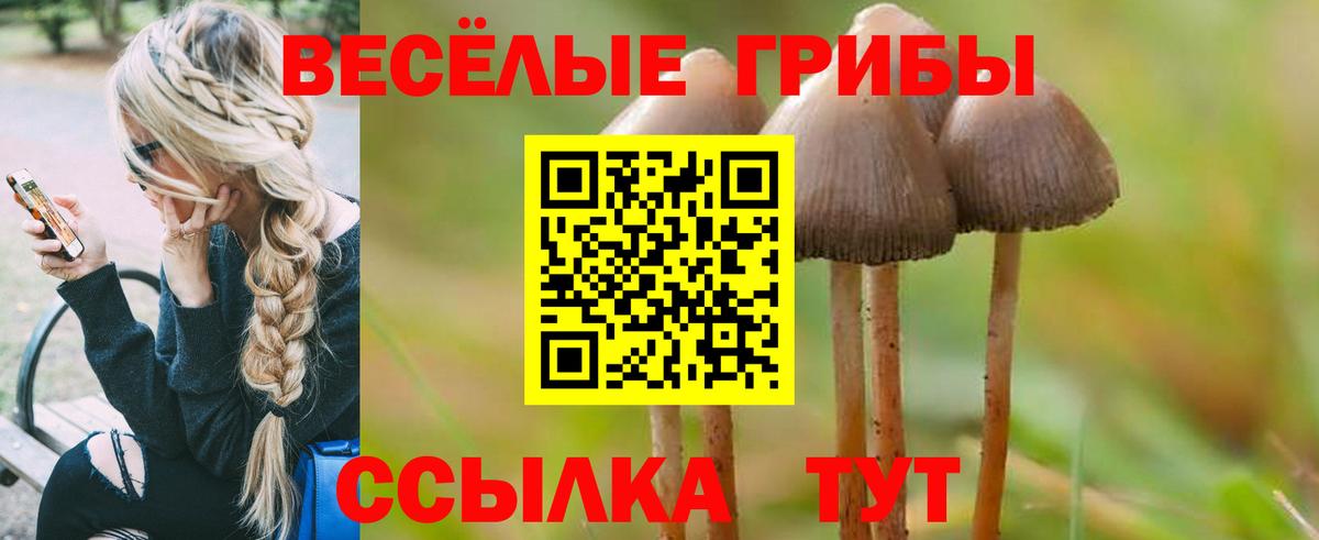 Псилоцибиновые грибы Psilocybe  Вход с VPN  Озёры  Псилоцибиновые грибы Cubensis 